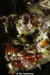 Scorpion fish shot on a dive trip to Manado. After losing... by Jim Sparkman 